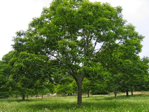 Arboles de Chile: Castaño